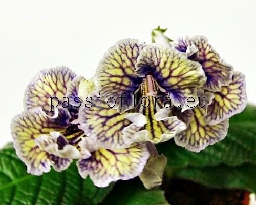 Streptocarpus UA-SOLAR ECLIPSE - UA-SOLNECHNOYE ZATMIENIYE