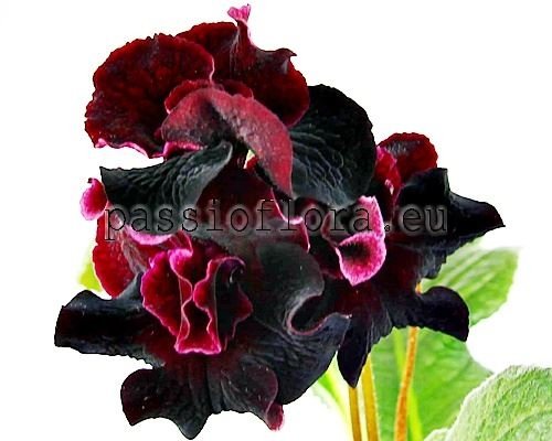 Streptocarpus DS-1755 