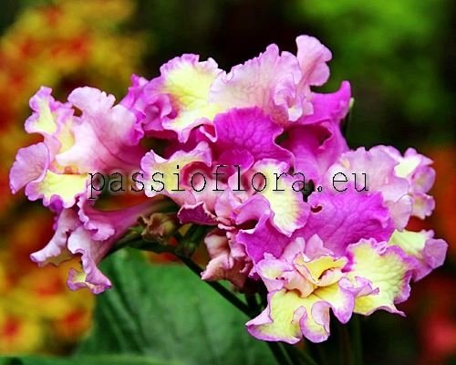 Streptocarpus DEM-KONFETKA