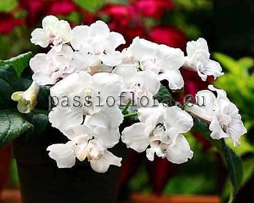 Streptocarpus RF-WHITE PRINCESS 
