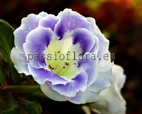 Gloxinia PF-POSEIDON 