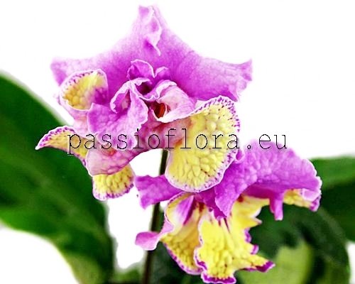 Streptocarpus Seeds VAT-WALK THROUGH THE AUTUMN PARK  - VaT-Progulka po osennemu parku