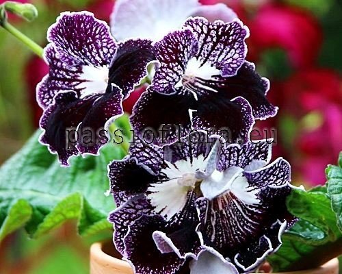 Streptocarpus UA-CHARAKTERNIK - UA-HARACTERNIK