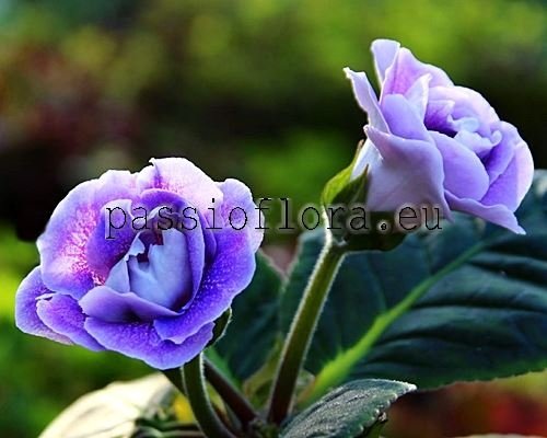 Gloxinia PF-MINERVA 