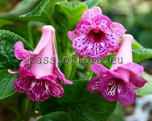 Sinningia  SL'S PARVATI