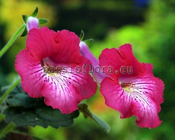 Mini Sinningia SRG'S HOT 'N' SWEET