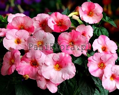 Achimenes Seeds ROSENTHAL 