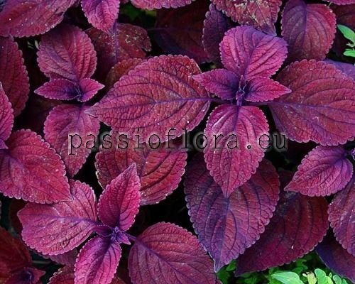 Coleus PF-RIVIERA 