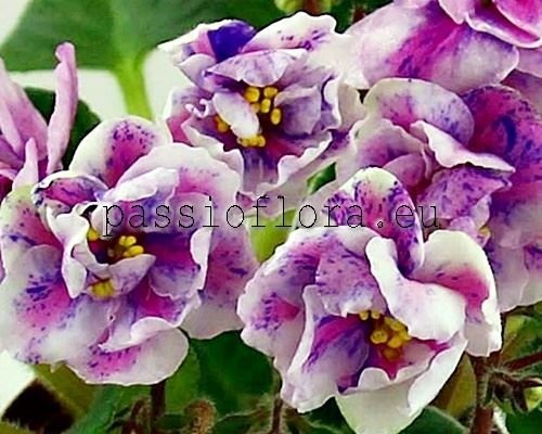 African Violet  Chimera 7-GALAKTIK
