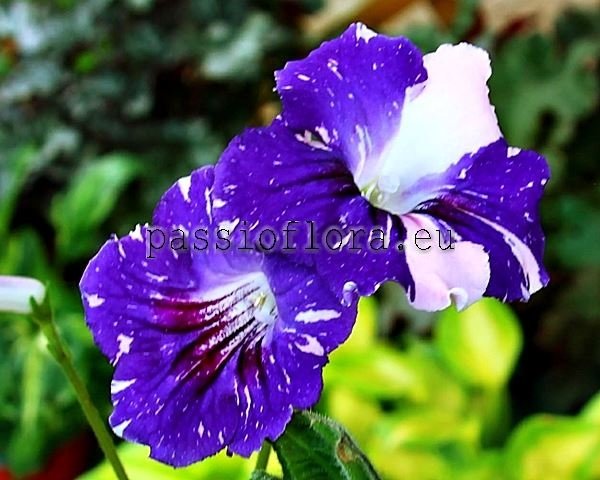 Streptocarpus DS-FEVRAL - DS-FEBRUARY