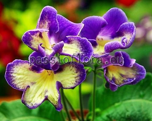 Streptocarpus VAT-SUNNY BALTIC - VAT-SOLNECHNAYA BALTIKA