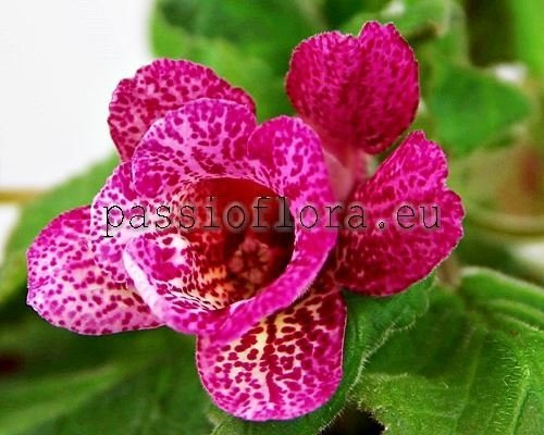 Sinningia ISA'S GORGEOUS
