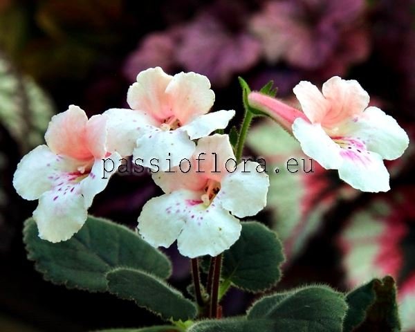 Mini Sinningia Seeds SRG'S AKOOKA