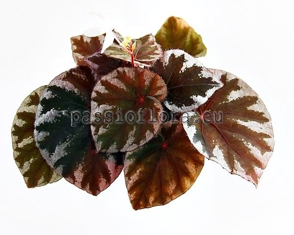 Begonia seeds koksunii 