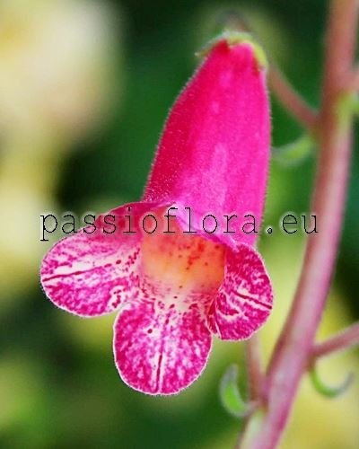 Smithiantha Seeds PF-WONDERLAND 