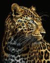 Malowanie Po Numerach Czarne Płótno Zestaw Leopard z Niebieskimi Oczami 40x50