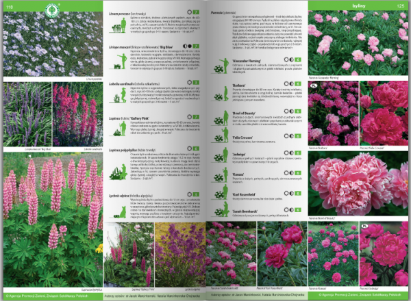KATALOG BYLIN II Kwiaty, trawy i paprocie