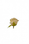 Róża drobna wyrobowa MIX - 20TJ064