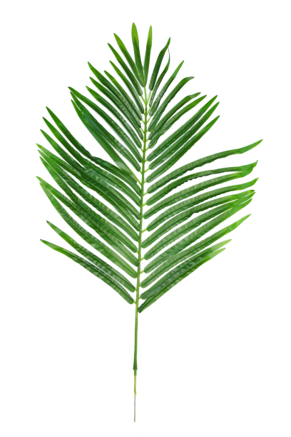 Liść palmy - B002702