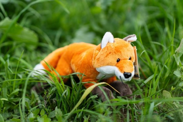 Wesoły lis – pluszowy przyjaciel z Jelonek