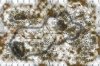 Panzer Grenadier: Dragon's Teeth