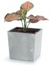 Blumentopf Blumenkübel Pflanztopf Pflanzkübel Einsatz -  Urbi Square Low 240 Grau