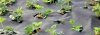 Gartenvlies Unkrautvlies 100g 1,6m 1 lfm