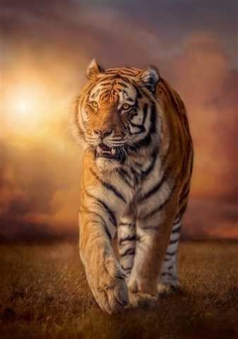 1500 elementów High Quality Tiger