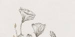 Domino Velo Bianco Flowers 1 Obraz 119,8x59,8