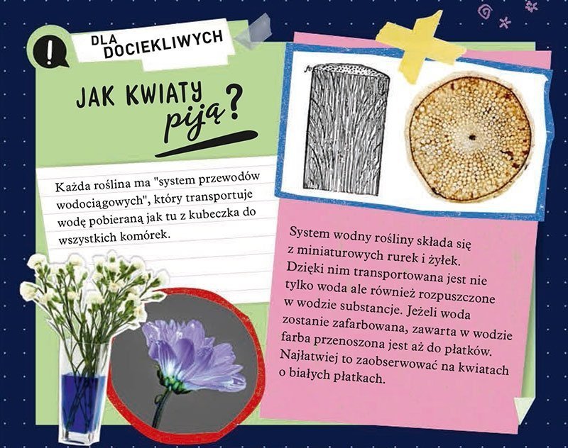 Zestaw Naukowy Fun Science Neon Glow Lights - Eksperymenty UV