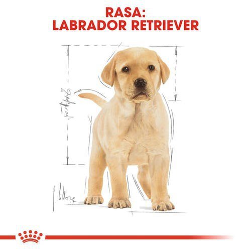 Royal Labrador Retriever Puppy 12kg