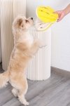 DOGLEMI Zabawka węchowa MUSZLA