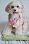 Pups & Bubs RAVIOLI zabawka węchowa 