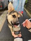 Stevi & Schnück‘s Hundemarmelade Weisswurst DŻEM DOBRY BIAŁA KIEŁBASA 275g