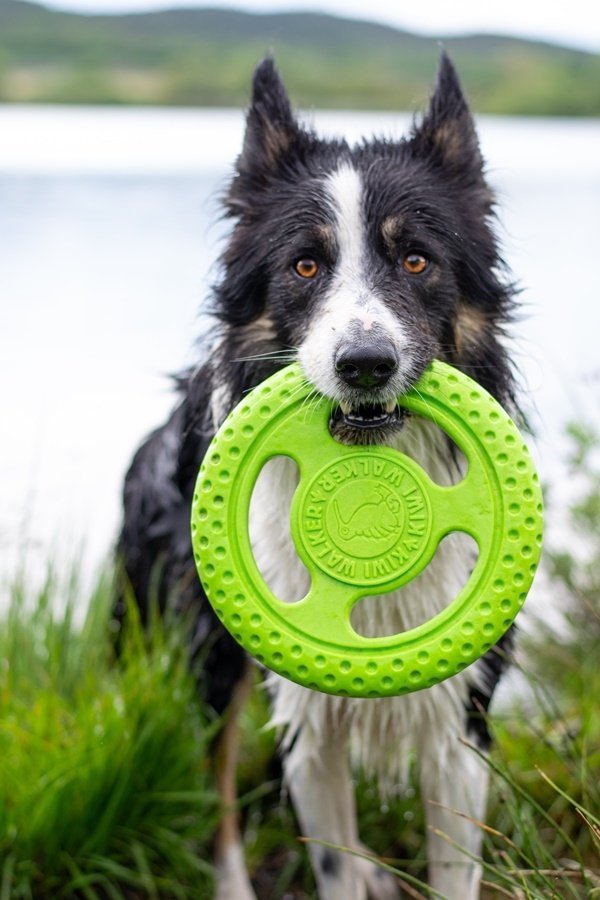 Kiwi Walker Let's Play! FRISBEE Mini zielone