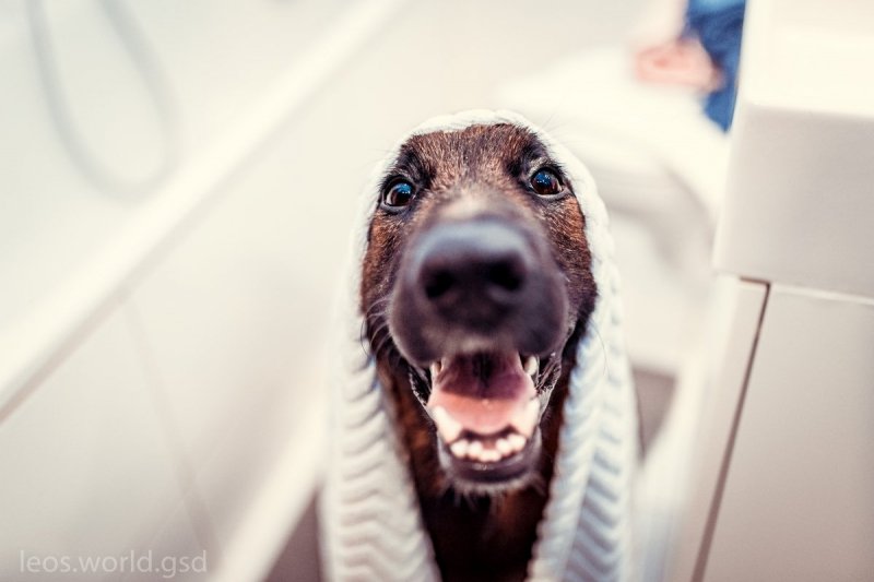 Mata LickiMat® Splash™ pomarańczowa