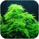 Eco Plant - Christmas Moss - InVitro mały kubek