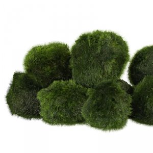 Eco Plant Marimo Ball Moss - gałęzatka 2 - 4cm 10 sztuk