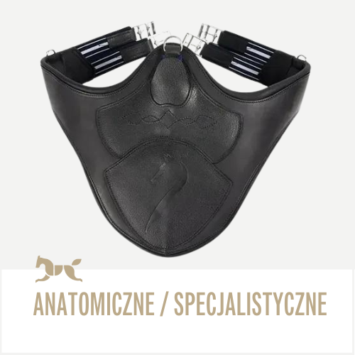 Popręgi anatomiczne