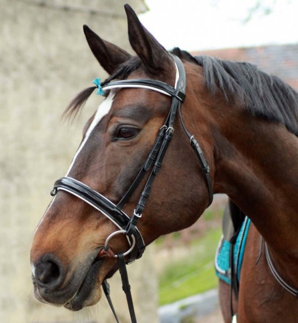 Ogłowie York Alexis