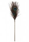 Pawie piórko do seksu igraszek Peacock Tickler
