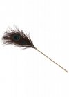 Pawie piórko do seksu igraszek Peacock Tickler