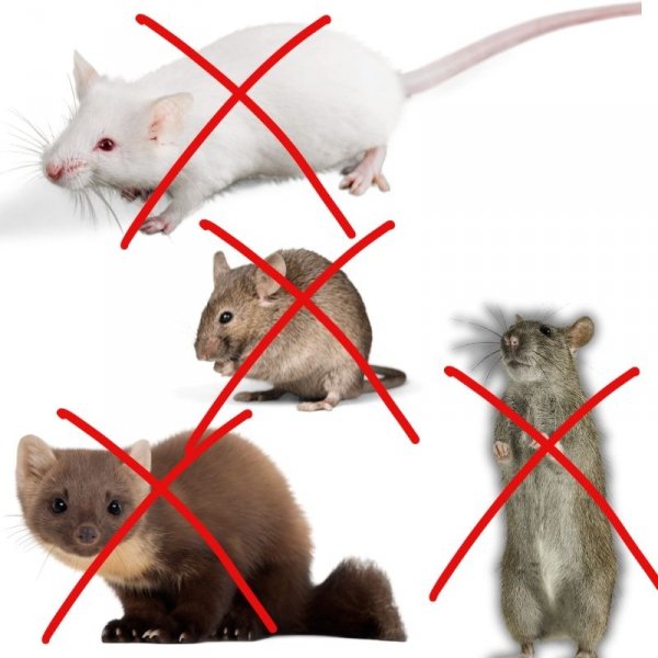 ODSTRASZACZ GRYZONI KUN MYSZY SZCZURÓW ULTRADŹWIĘKOWY PODWÓJNY MOC DO 230M² (tds0710)