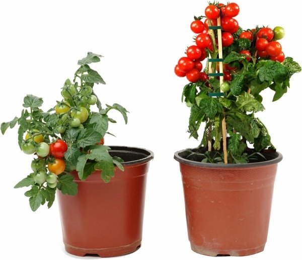 10x RZEP TAŚMA DO KWIATÓW POMIDORÓW WIĄZANIA ROŚLIN KRZEWÓW DRZEWEK KABLI ( tds0521a)