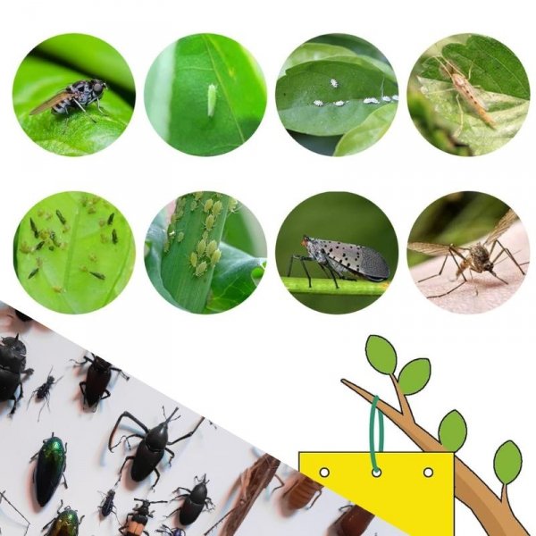 LEP DO DONICZEK SZKLARNI NA MSZYCE ZIEMIÓRKI MUSZKI MRÓWKI DO KWIATÓW 20X (tds0486)