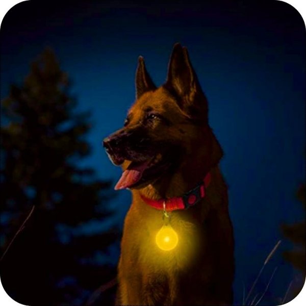 H2_tds0489_Lampka Led na obroże dla psa kota