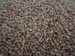 Słód pszeniczny ciemny 1 kg14-18 EBC Weyermann