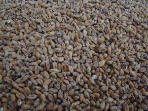 Słód pszeniczny ciemny 1kg 14-18 EBC Weyermann