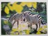 ZEBRA RÓWNIKOWA (EQUUS BURCHELI GRANTI) FOT. STACHURSKI