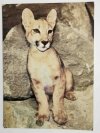 MŁODA PUMA